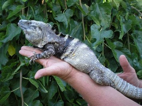 Ctenosaura pectinata - Mexican spiny-tailed iguana or the Mexican spinytail iguana. Iguana Care ...