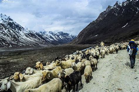 Gaddi, a nomadic tribe in Himachal roams around the mountains to feed ...