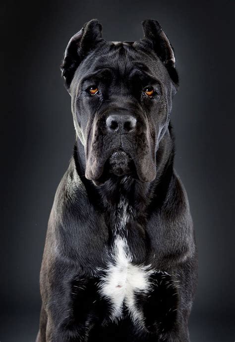 Black Cane Corso | Cane Corso Dog Breed » Everything About Cane Corsos ...