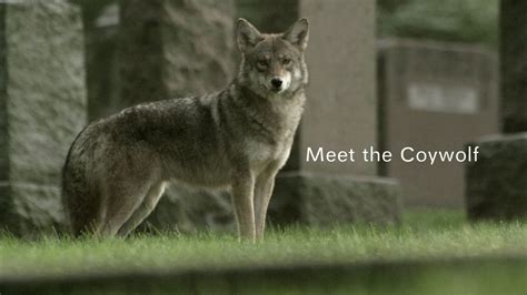 Meet the Coywolf | About | Nature | PBS