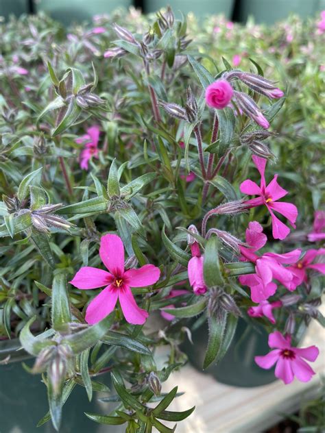 Moss Phlox Phlox subulata Lauren's Garden Service