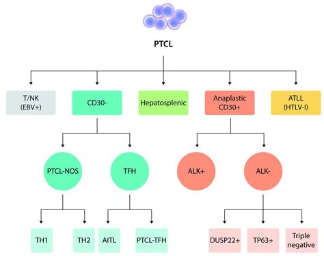 T Cell Lymphoma Staging Peripheral T Cell Lymphoma Diagnosis | Images and Photos finder