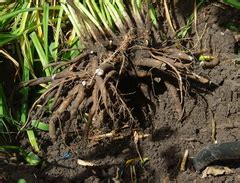 Peony Propagation