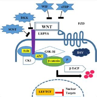 (C ): In the presence of Wnt antagonists, Wnt ligand and receptor are ...