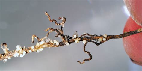 Soybean cyst nematode likely already in Manitoba - Manitoba Co-operator