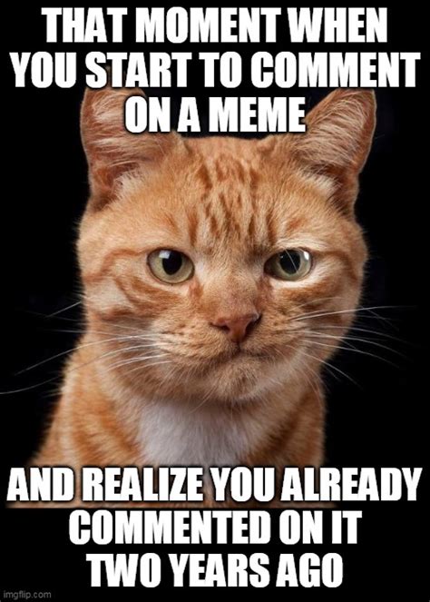 frustrated cat Memes & GIFs - Imgflip