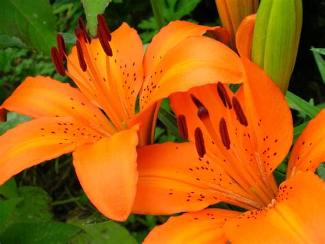 Tiger Lilies Free Photo Download | FreeImages