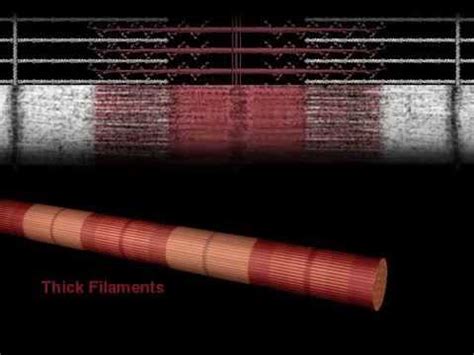 Muscle Contraction Overview Animation - YouTube
