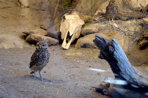 Hands-on play at Central Oregon’s High Desert Museum with kids