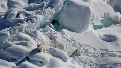 Polar Bears in Greenland Might Have Found Place to Survive