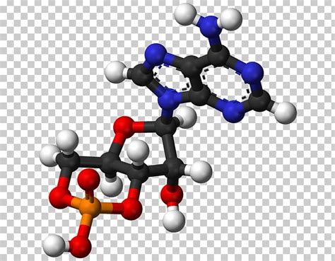 Ball-and-stick Model Adenosine Diphosphate Molecule Adenosine ...