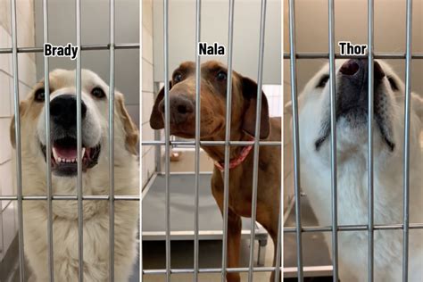 Five Dogs With No Interest at Rescue Shelter Finally Get Forever Homes - Newsweek