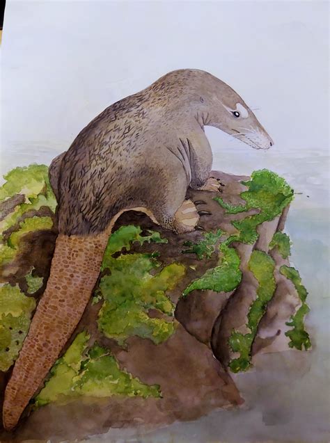 [OC] Castorocauda lutrasimilis : r/Paleoart