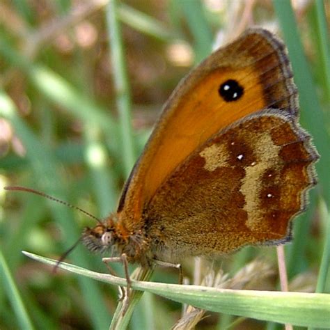 Gatekeeper Butterfly