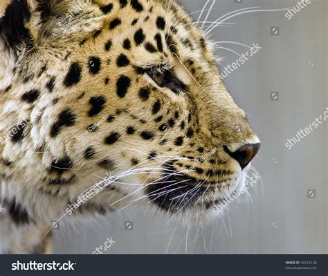 Leopard Close Up Stock Photo 43216138 : Shutterstock