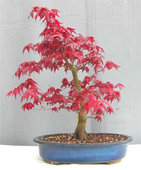 Best Red Maple Bonsai Tree PNG - Hobby plan