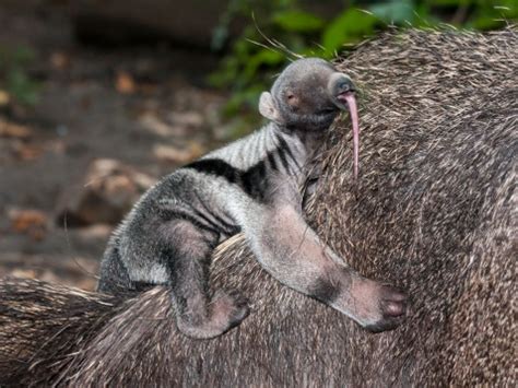 Giant Anteater Baby Stock Photo - Download Image Now - iStock