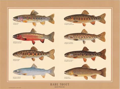 free trout illustrations | Rare Trout Poster | Fish Identification Charts | The guy house ...