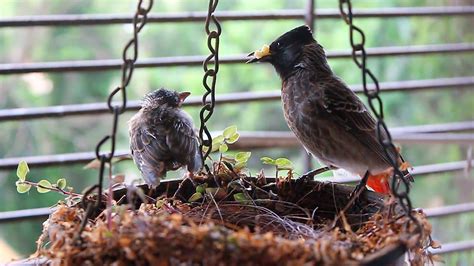 Juvenile Bulbul learning to fly! Red Vented Bulbul Nest: Part 2 - YouTube