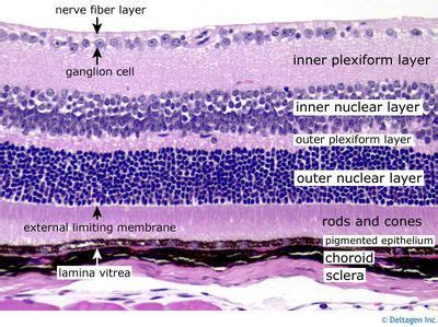 *retina | Medical laboratory science, Human anatomy and physiology ...