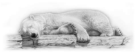 Realistic Animal Drawings: Realistic Animal Drawing Polar Peace Bear Sleeping