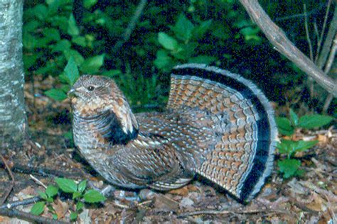 World Bird Sanctuary: Birdlore: Ruffed Grouse, The Drumming Bird