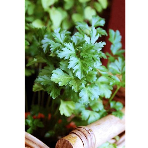 Herb Parsley - AMEXY General Trading Supplier in Dubai UAE