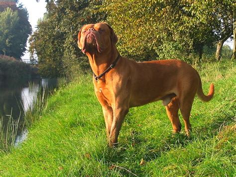 American Bull Dogue de Bordeaux designer dogs - Dog Breed Standards