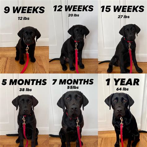 Female Black Lab Growth Chart! She was so smol!