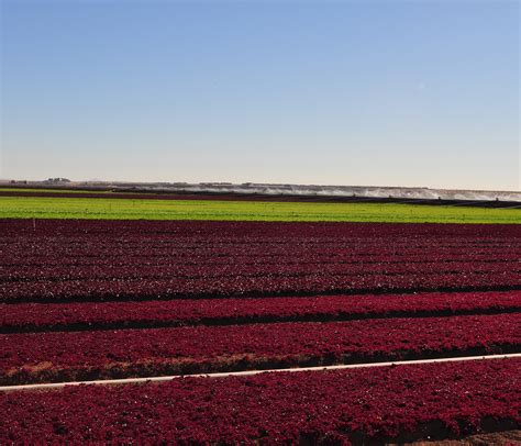 Red Leaf Lettuce Nutrition Label, Calories, Info | LettuceInfo.org