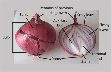 A Labelled Diagram Of Bulb