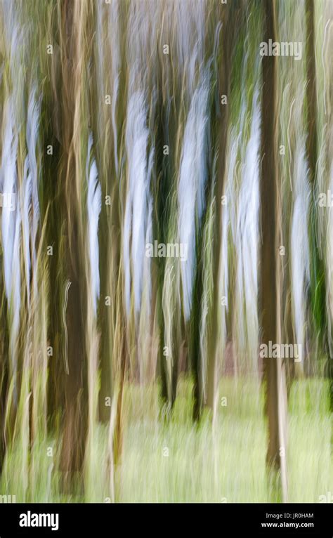 Slow Shutter Speed Of Trees In A Wood; Otford, Kent, England Stock ...