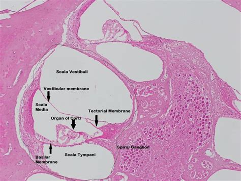 Cochlea Histology Labeled