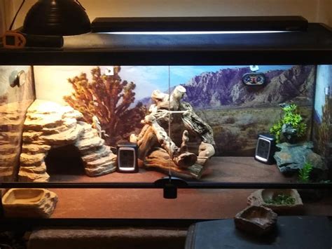 Bearded Dragon Tank Setup, Diy Bearded Dragon Enclosure, Bearded Dragon ...