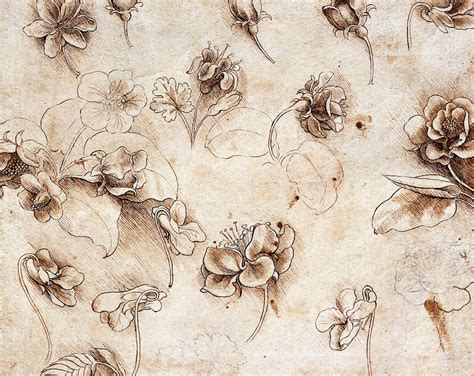 Botanical table Drawing by Leonardo Da Vinci