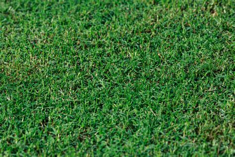 Tahoma 31 Bermudagrass | Bermuda Sod Near Me | Legacy Turf Farms