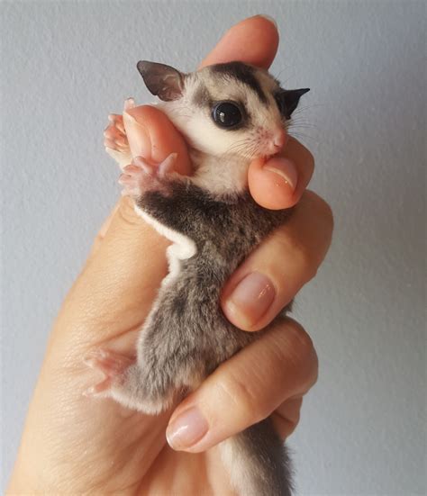 Sugar Gliders | Janda Exotics Animal Ranch | United States