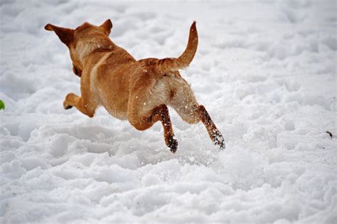 Dog Leaping Away from the Camera in the Snow Stock Photo - Image of ...