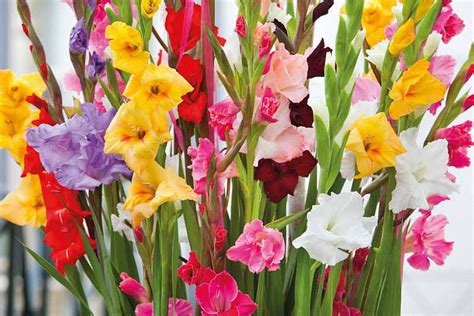 Learn How To Plant, Care and Grow Impressive Gladiolus Flowers