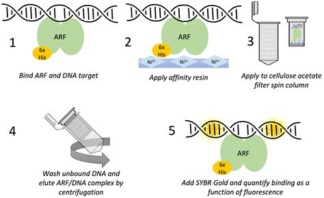 A Simple and sensitive SYBR Gold-based assay to quantify DNA-Protein ...