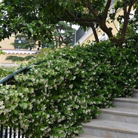 Star Jasmine | Fragrant White Flowering Vine — PlantingTree