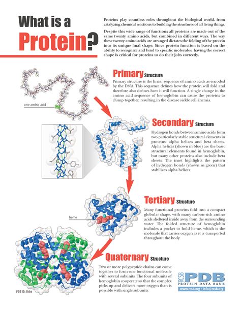 PDB-101: Learn: Flyers, Posters, & Calendars: Flyers: What is a Protein?