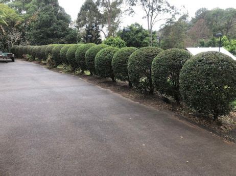 How Often Should I Trim My Hedge | 1300 4 Gardening