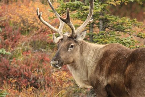 Moose and Caribou: All Differences Explained - Animallot