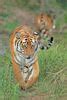Save China's Tigers Release Tiger Rewilding Guidelines - First Step to the Reintroduction of ...