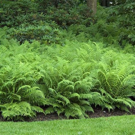 Ostrich Fern - Fast spreading ground cover hardy fern for shade. Perfect with Hostas, Hydrangeas ...