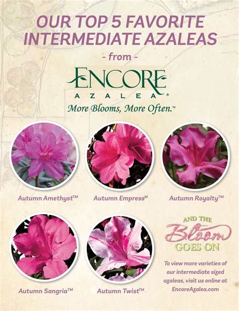 Reblooming Azaleas By Size | Encore Azalea | Azaleas, Azalea color, Azaleas landscaping