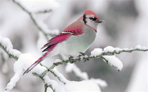 Winter Birds Wallpaper - WallpaperSafari