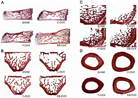 Recovering study. LM micrographs showing the bone histology from the ...