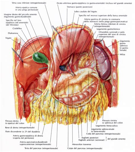 Rapporti anatomici dello stomaco - Medicinapertutti.it